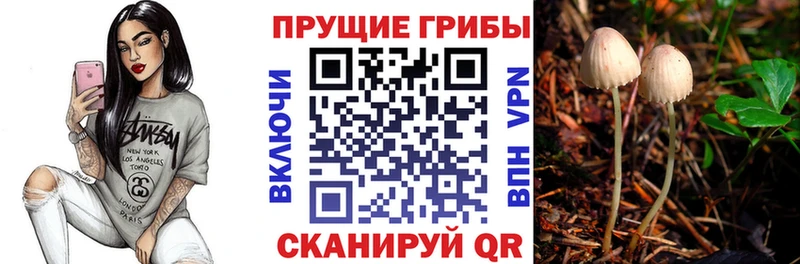 хочу   Кемь  Псилоцибиновые грибы Psilocybine cubensis 